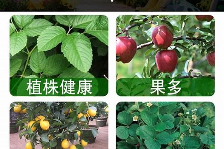 果树下什么肥料最好