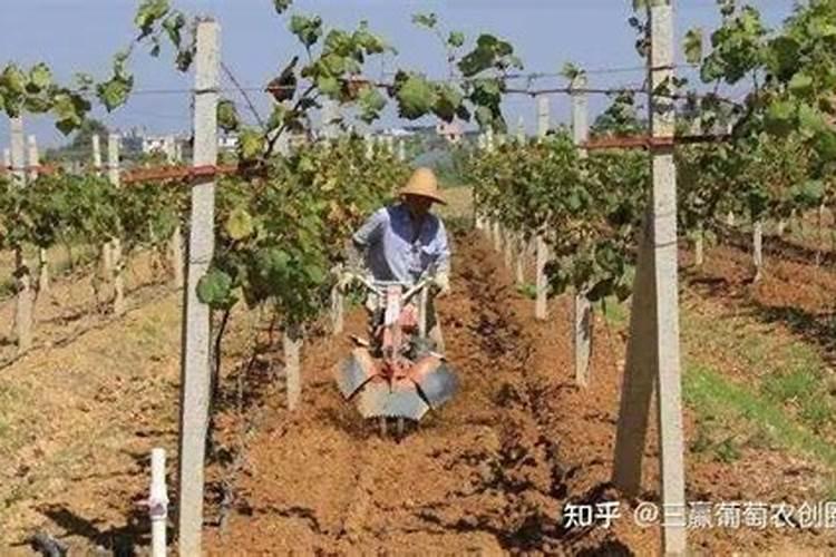 盆栽葡萄要施什么肥料