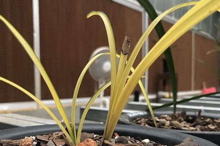 兰花艺草变青是不是水浇多了