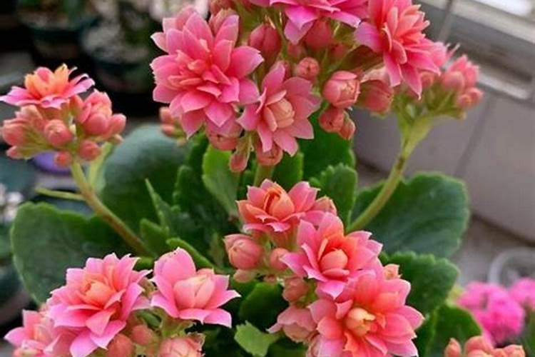 长寿花施什么肥料开花