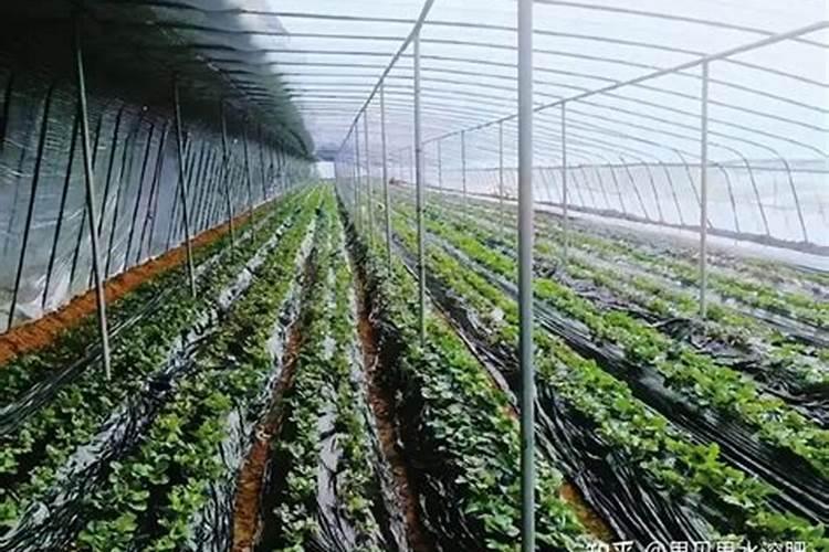 草莓膨果用啥水溶肥好