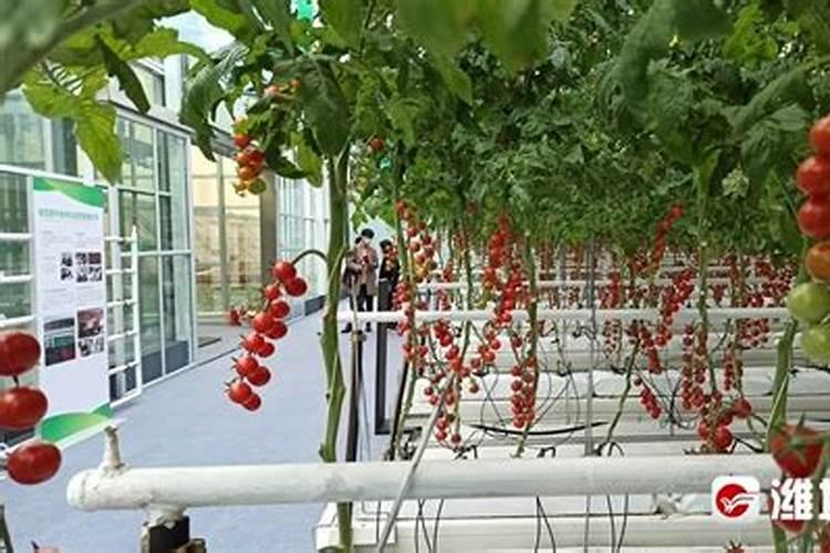 山东寿光市秋天韭菜施肥应使什么样的肥料