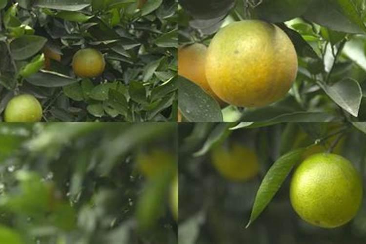 夏橙保果正确方法