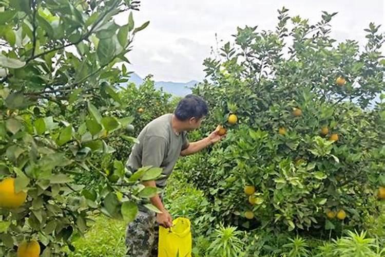夏橙保果正确方法