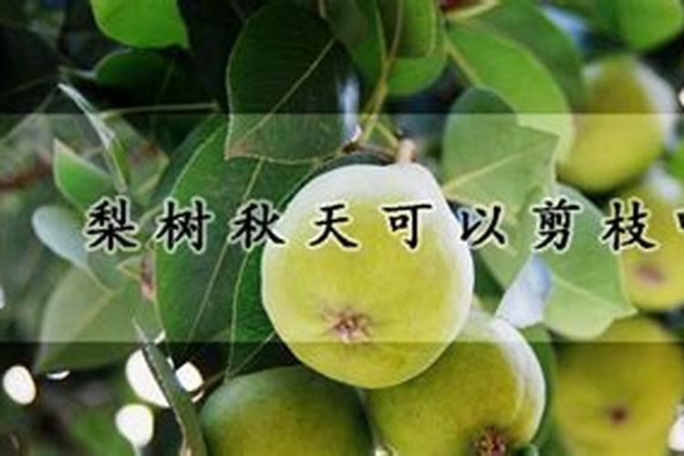 李子树剪枝最佳施肥时间请问:李子树秋梢如何修剪？