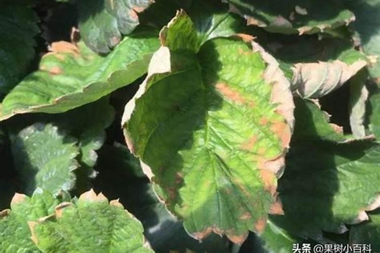 磷酸二氢钾与硼肥可不可以一起喷施草莓