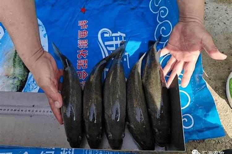 线虫死了蛋白虫没死