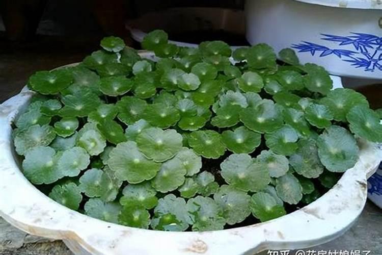 铜钱草可以用氮肥吗