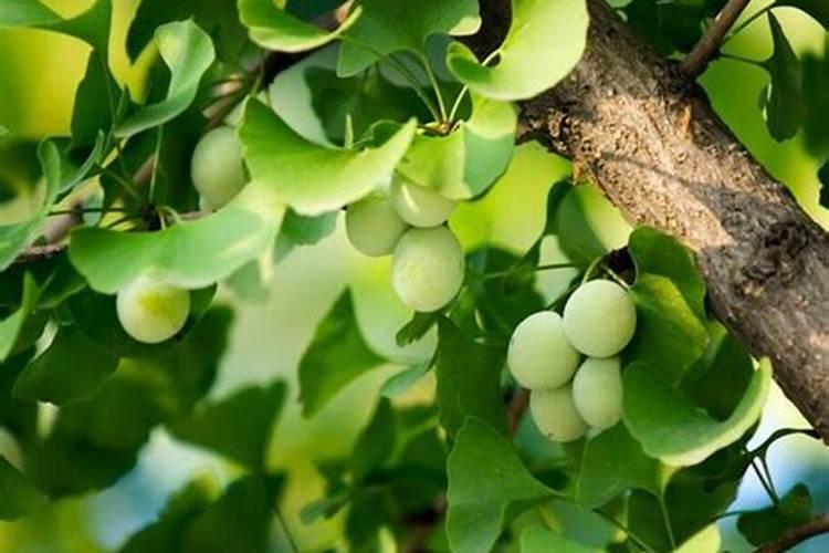 火山岩适合种什么植物