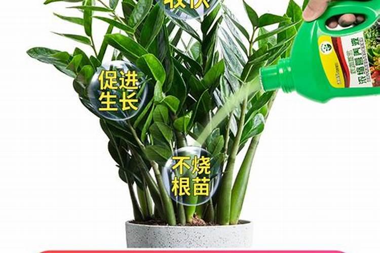 金钱树专用肥可以浇其它的花么？
