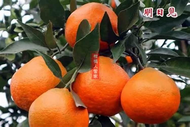 柑橘树施什么复合肥好呢？一年要施多少次？(大树)