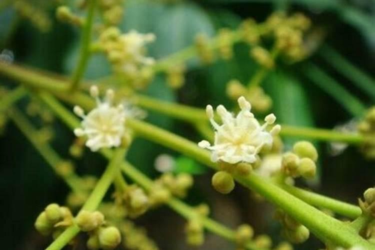 龙眼开花可以施肥吗
