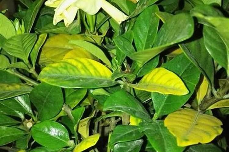 红薯栽几天生根 红薯移栽后多久生根