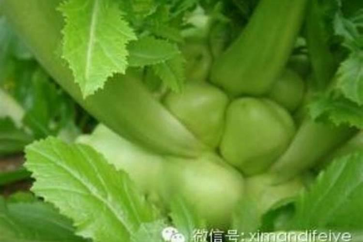 请问菜籽该如何种植才能做到质优高产呢？