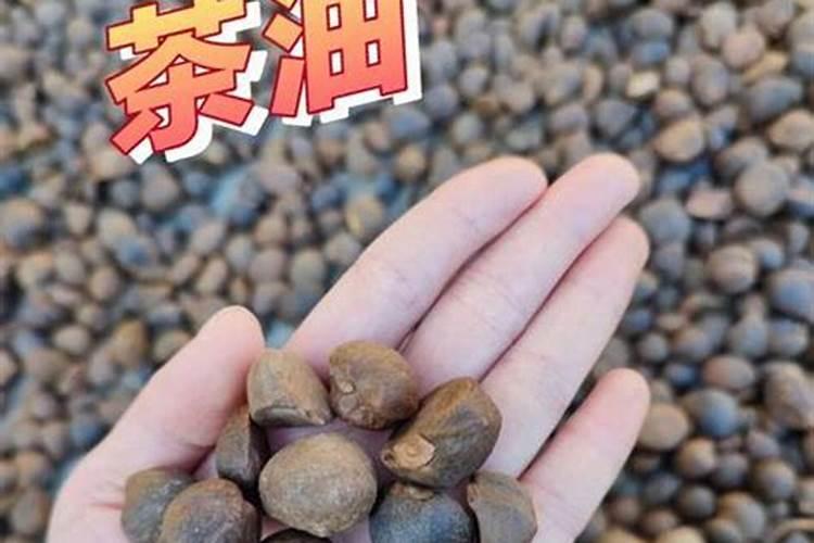 硝酸铵钙肥效期多少天