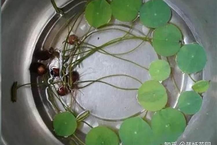 睡莲怎么养 水培 插花