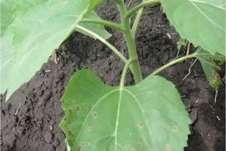 向日葵怎么施肥