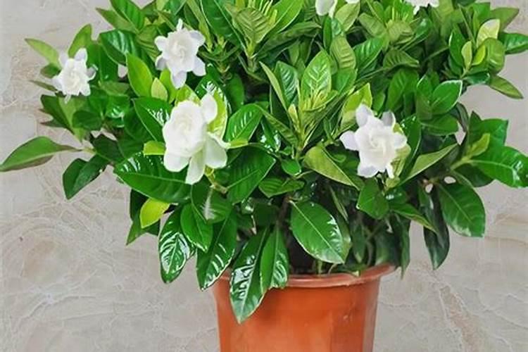 昙花施肥用什么肥料