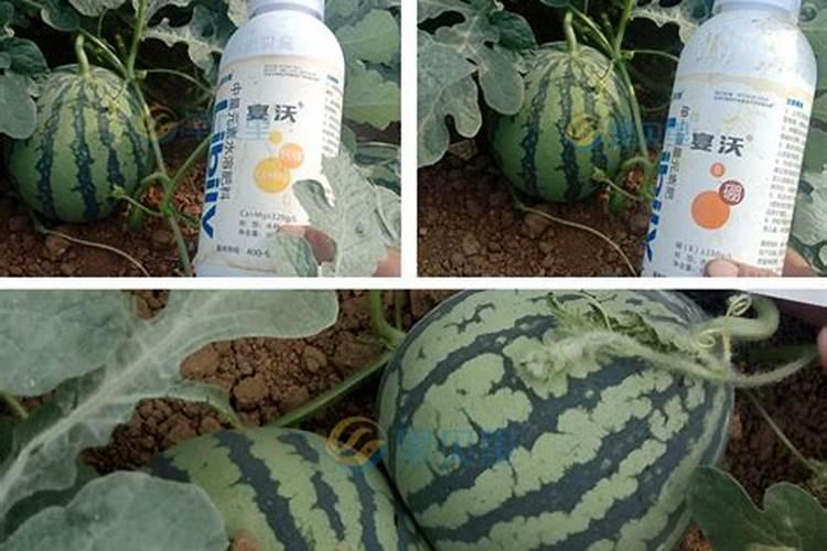 最近流行的蓝莓浓缩液,喝了对身体好吗？