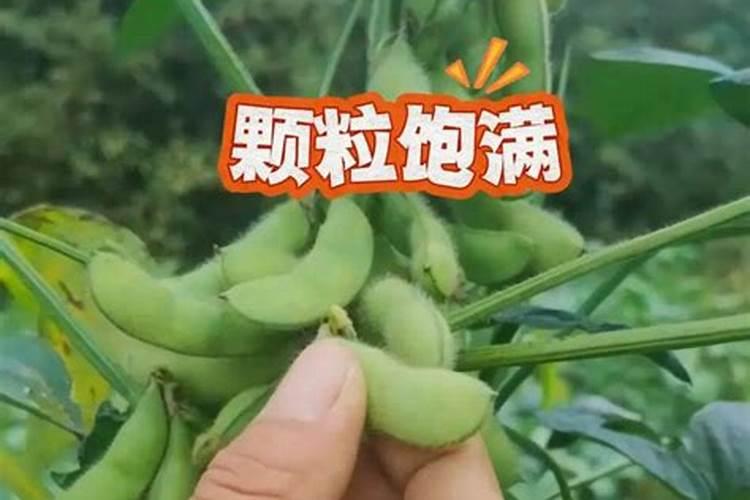 中药材三七专用肥哪家好？增产专用叶面肥什么牌子的好？抗病增产增收肥金 ...