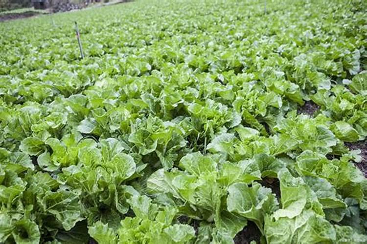 请问老师种白菜萝卜,施什么肥？