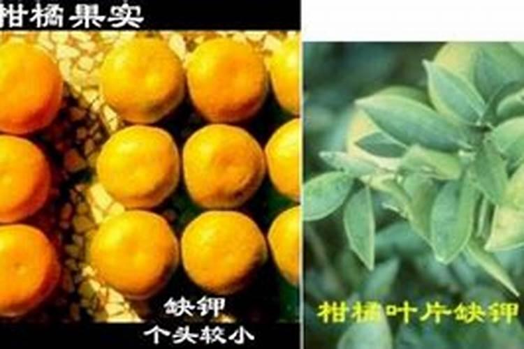 桔子叶子发黄怎么办