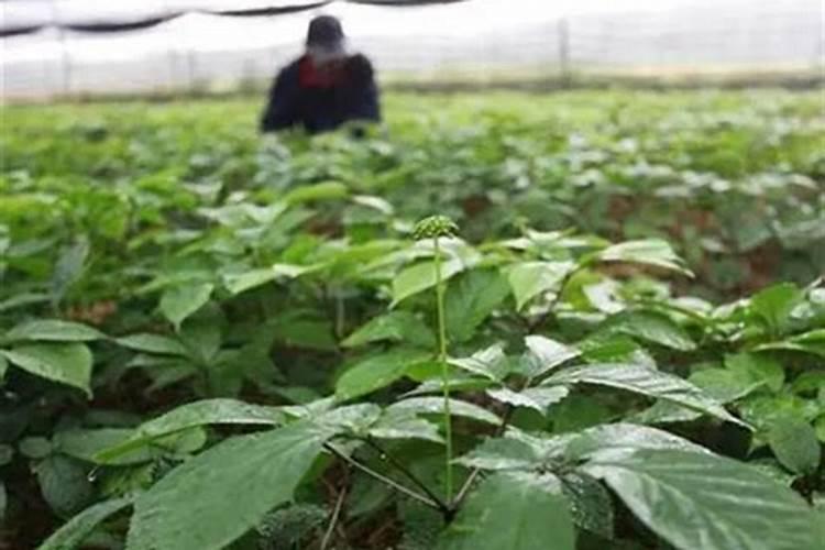 茶叶叶面肥催芽肥的正确使用
