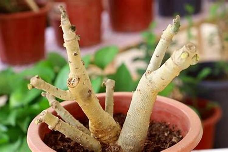 沙漠玫瑰怎样用磷酸二氢钾