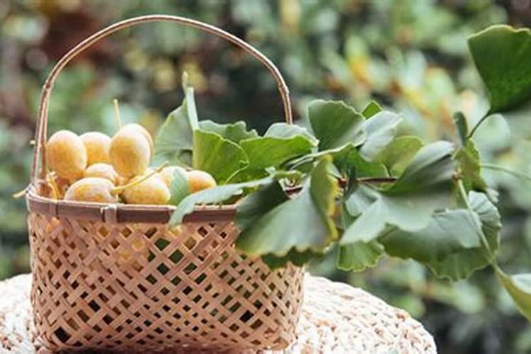 银杏树怎样施肥