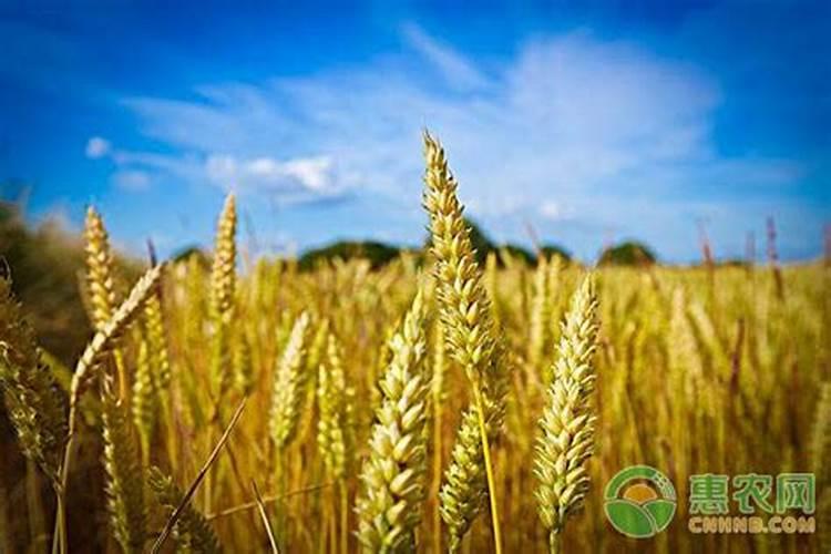 杨梅膨果肥用什么肥最好(杨梅膨果期施什么肥料又大又甜)