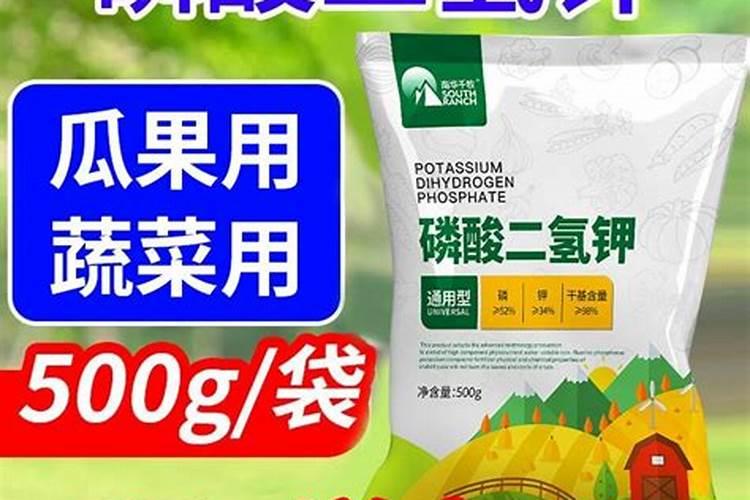 吃剩的榴莲核别扔,水里泡一泡,埋在土里疯长