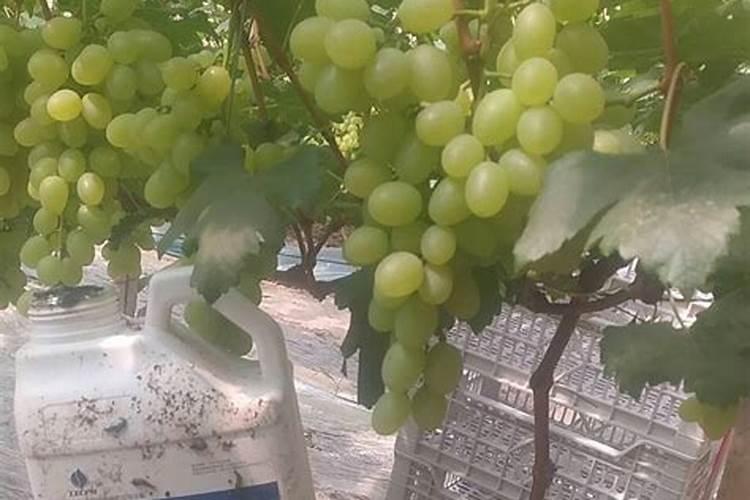 水溶肥在葡萄如何使用？