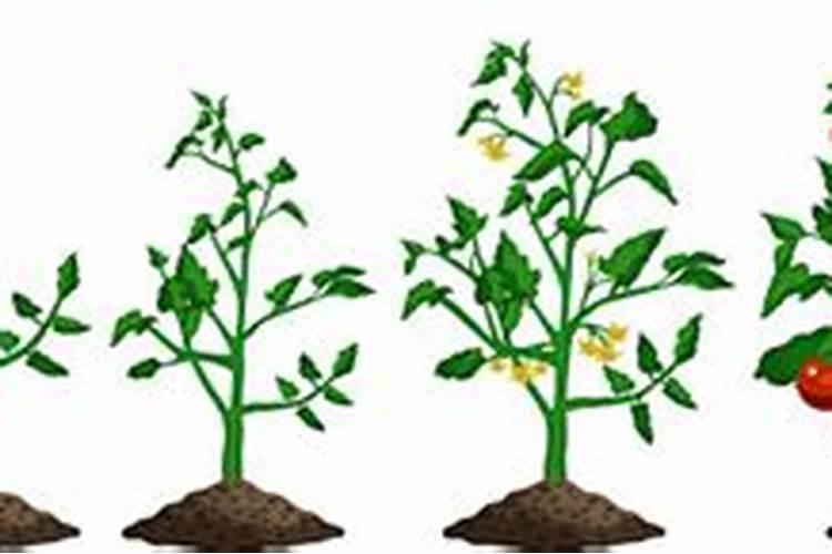 田间甘蔗种植怎么弄