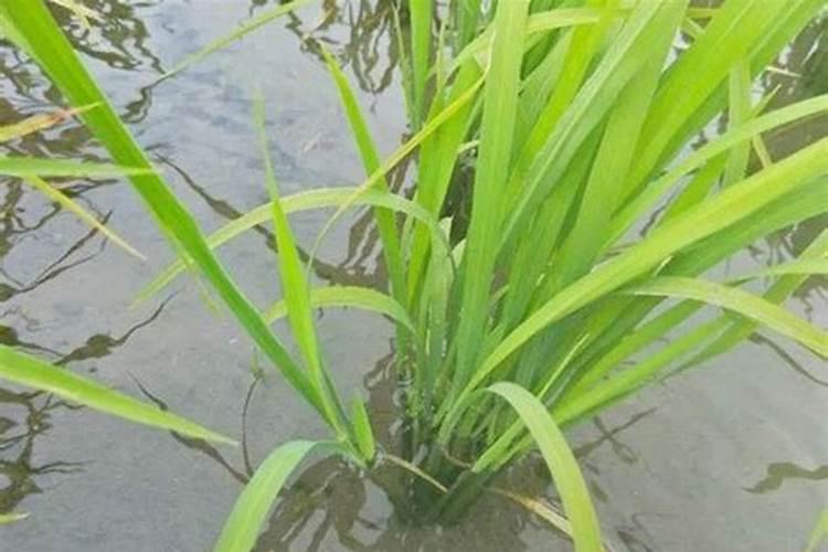 水稻分蘖期用什么叶面肥好