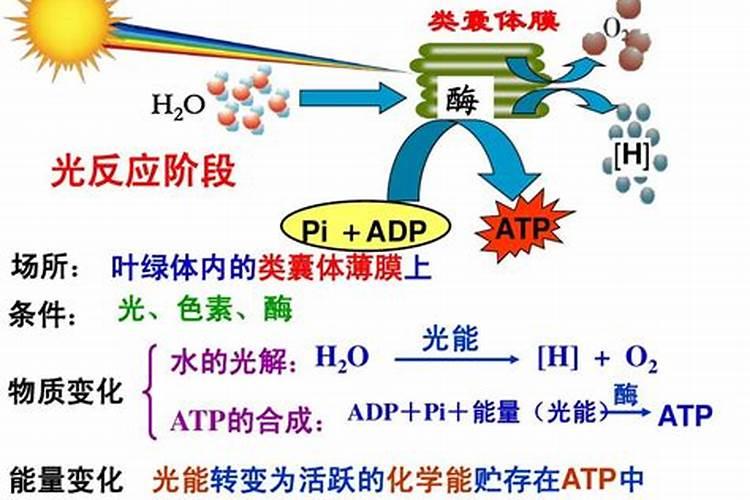 氮肥促进植物什么生长