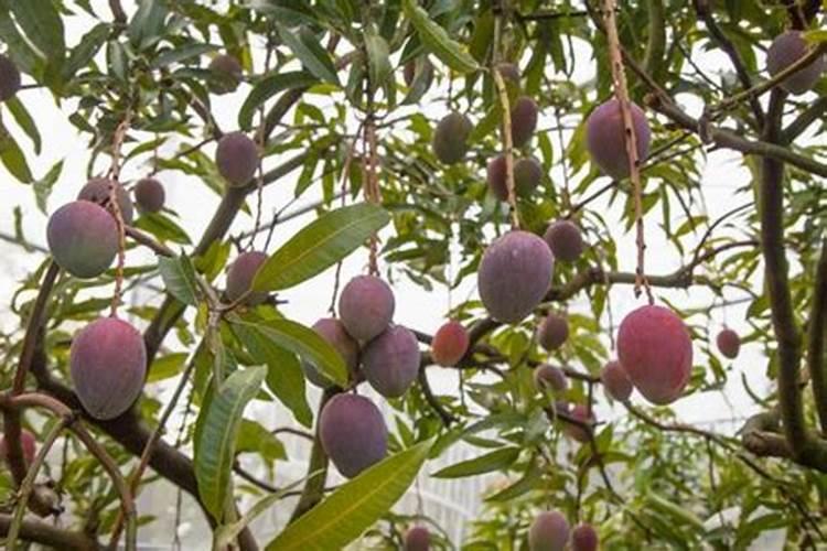 如何区别大量元素、中量元素、微量元素？