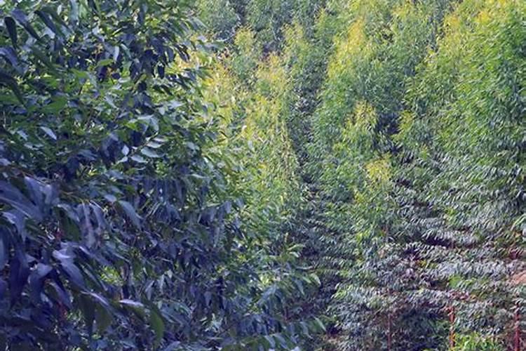 桉树肥和农药混合使用有什么危害