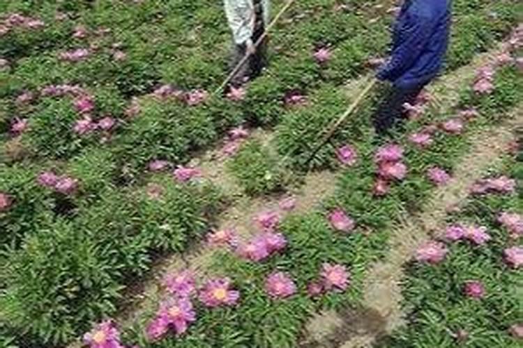 白芍可用哪些肥料