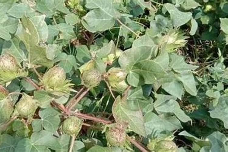 棉花后期需要什么肥料,侧枝过旺怎么办