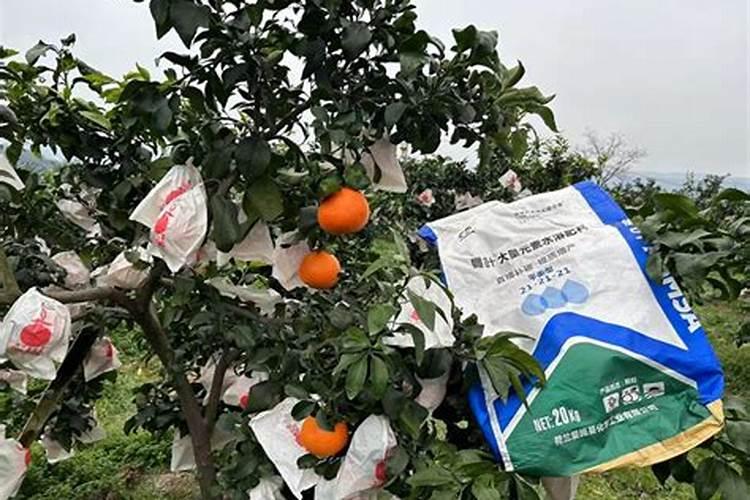 你好!红美人适合在福建长汀种植吗？ 大概亩产多少斤？收购价格大约多少元...