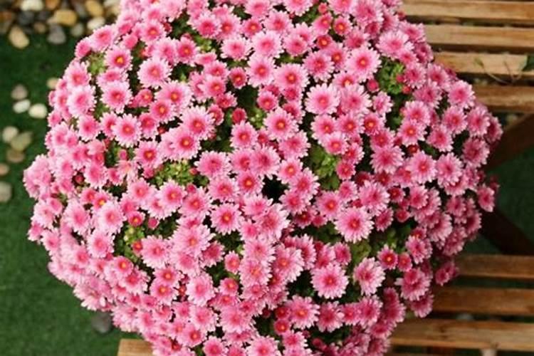 兰花不能使用太重太浓肥料的原因,有哪些肥料属于此类？