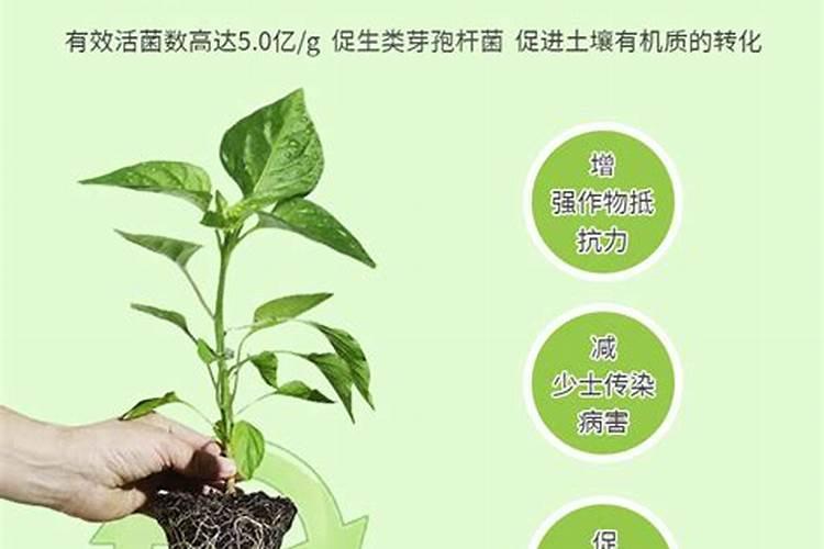 麦子施用复合肥用氯基还是硫基