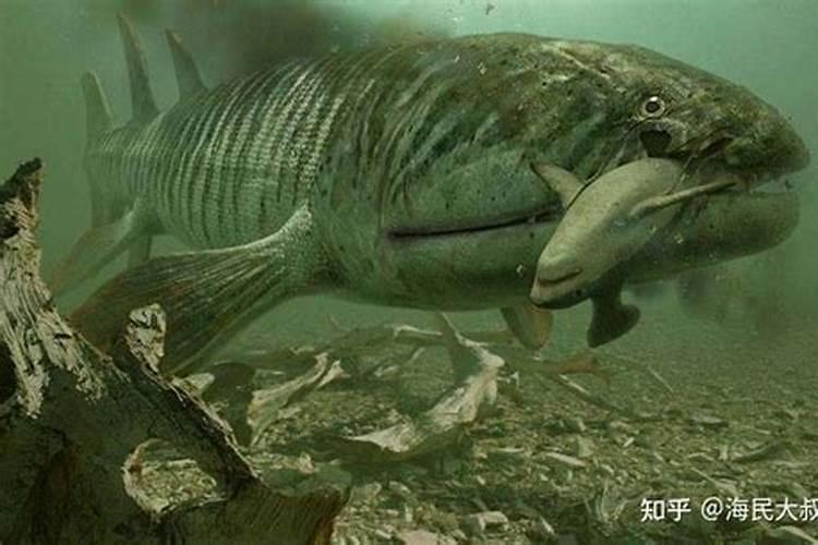 吃什么补充血蛋白？