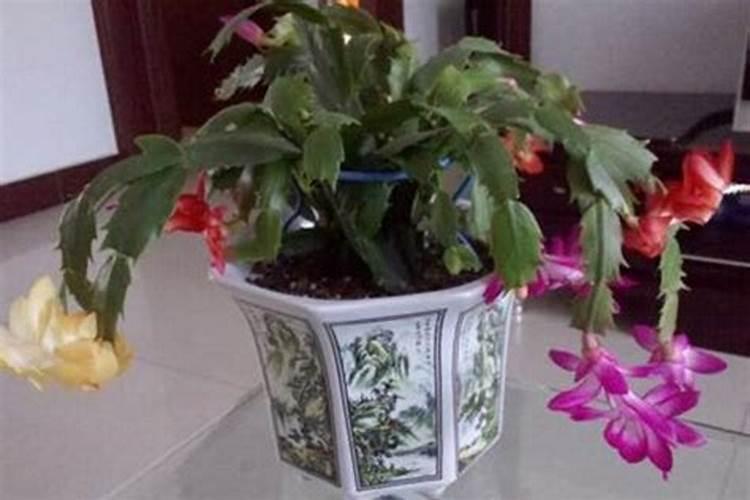 蟹爪兰施什么肥能开花