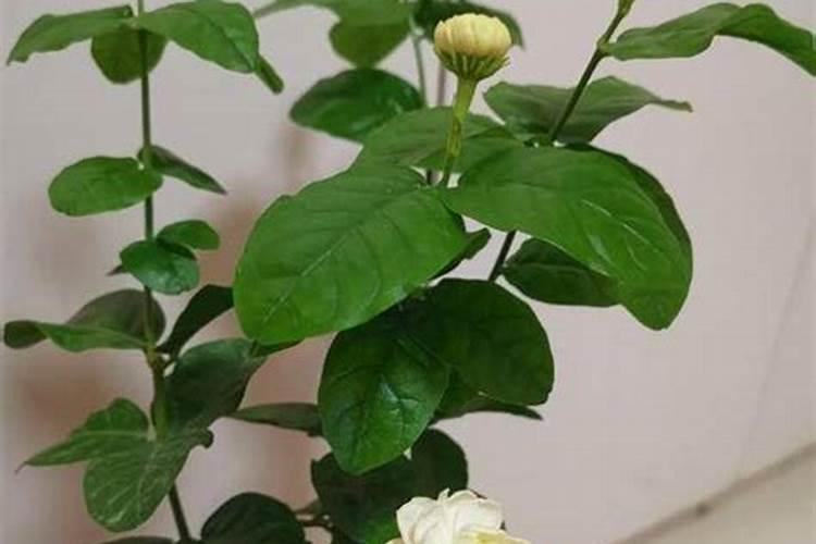 茉莉花四季怎么施肥