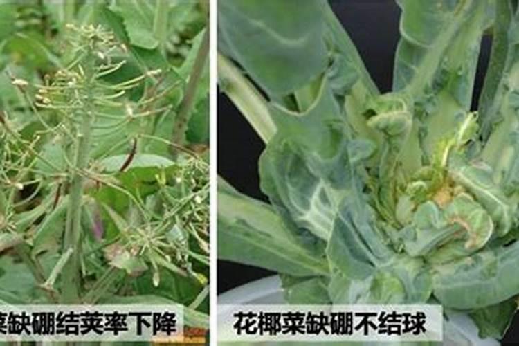 菜花烧心病咋治丫
