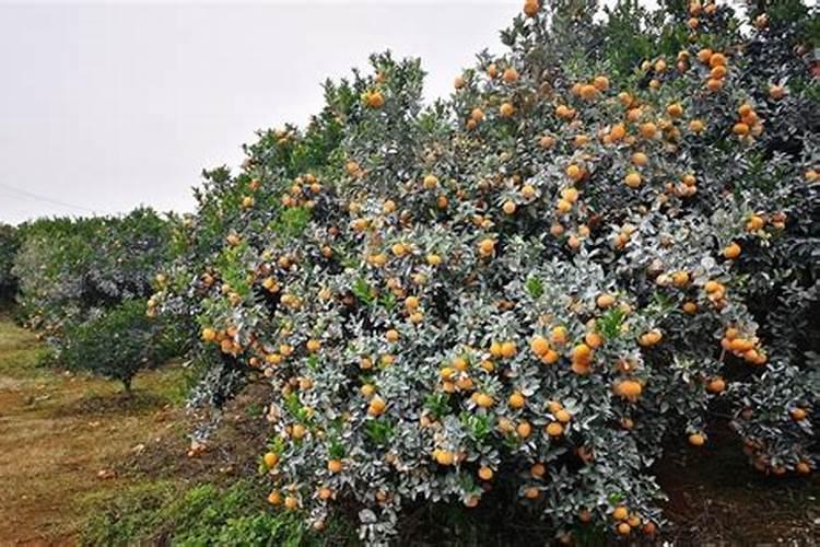 柑橘专用叶面肥哪个好？柑橘专用肥用什么好？柑橘肥料用“昆仑风”百度...
