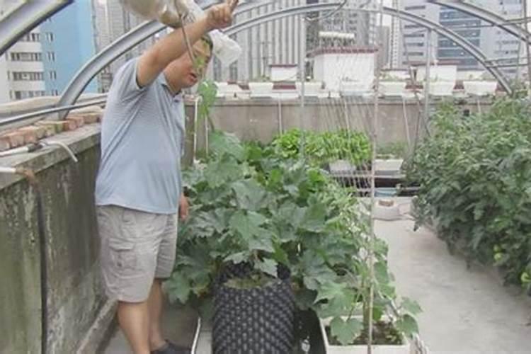 种菜用什么肥最好