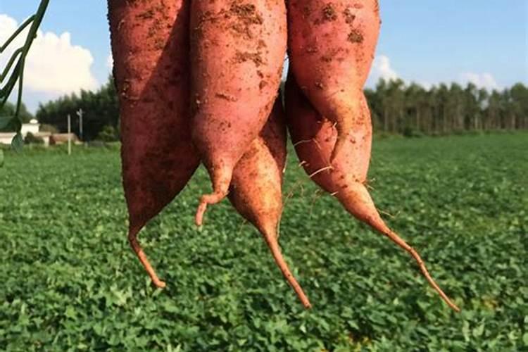 这样种植土豆,营养不损失,想不高产都难