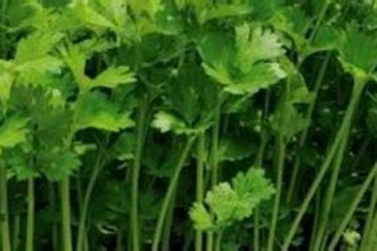 香芹现在秋种了烂菜心吗？